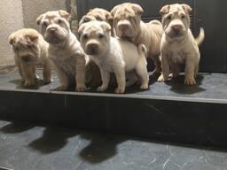 Шарпейчики