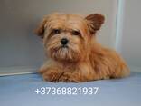 Щенки мальтипу - photo 2