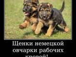 Щенки немецкой овчарки стандартного окрас - photo 3