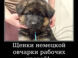 Щенки немецкой овчарки стандартного окрас - фото 9