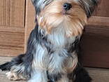 Щенor йоркширского терьера. Мини стандарт. Отличная родословная. - photo 2