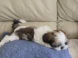 Shih tzu - photo 3
