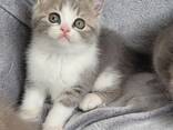 Шотландские котята (Scottish Fold и Straight) - photo 1