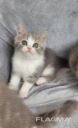 Шотландские котята (Scottish Fold и Straight)