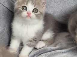 Шотландские котята (Scottish Fold и Straight)