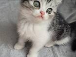 Шотландские котята (Scottish Fold и Straight) - photo 2