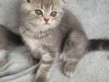 Шотландские котята (Scottish Fold и Straight) - photo 3