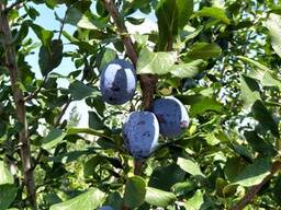 Слива в продаже