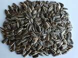 Striped sunflower seeds - фото 1