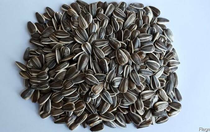 Striped sunflower seeds