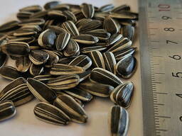 Striped sunflower seeds Badger, calibrated sunflower seeds big size for sale