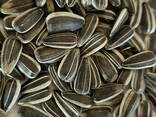 Black and striped sunflower seeds for birds and animals, black oil seed for bird feed - фото 2