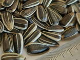Striped sunflower seeds Badger, calibrated sunflower seeds big size for sale - фото 2