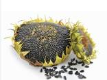 Sunflower seeds - фото 1