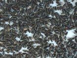 Sunflower seeds IREGI, Lakomka / семечки подсолнуха ИРЕГИ, Л - фото 1