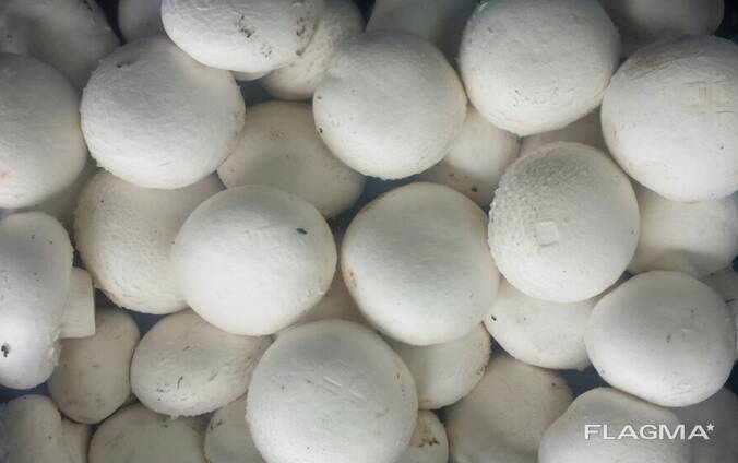 Свежие качественные шампиньоны из Польши