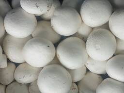 Свежие качественные шампиньоны из Польши