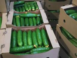 Свежие огурцы