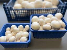 Свежие шампиньоны высокого качества