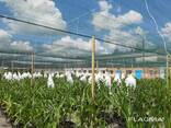 Теневая сетка - защита от непогоды для агроплощадок - фото 1