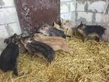 Vand porci de rasa mangalita - photo 2