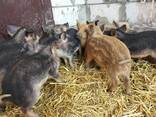 Vand porci de rasa mangalita - photo 4