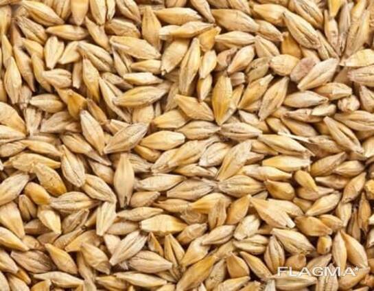 Vând năut, semințe de sparcet, hrișcă și orz.