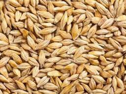 Vând năut, semințe de sparcet, hrișcă și orz.