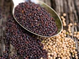 Voi vinde mustar alb, galben, negru.