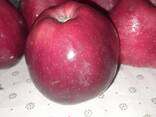 Яблоки - photo 1