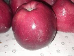 Яблоки