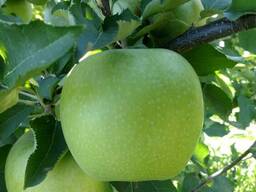 Яблоки Мутсу/Криспин