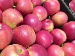 Яблоки от производителя оптом от 20 тон