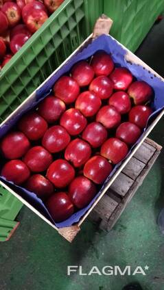 Яблоки разных сортов из Польши