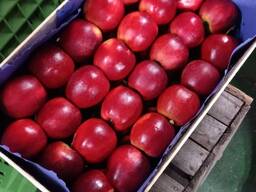 Яблоки разных сортов из Польши