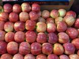 Яблоки свежие зимних сортов - фото 2