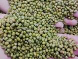 Зелёный маш . Бобы мунг - photo 2